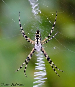 1 yellow-garden-spider-argiope-aurantia--38064
